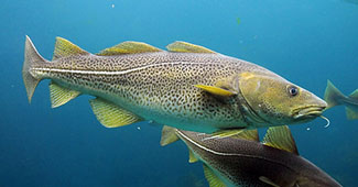 Gadus morhua